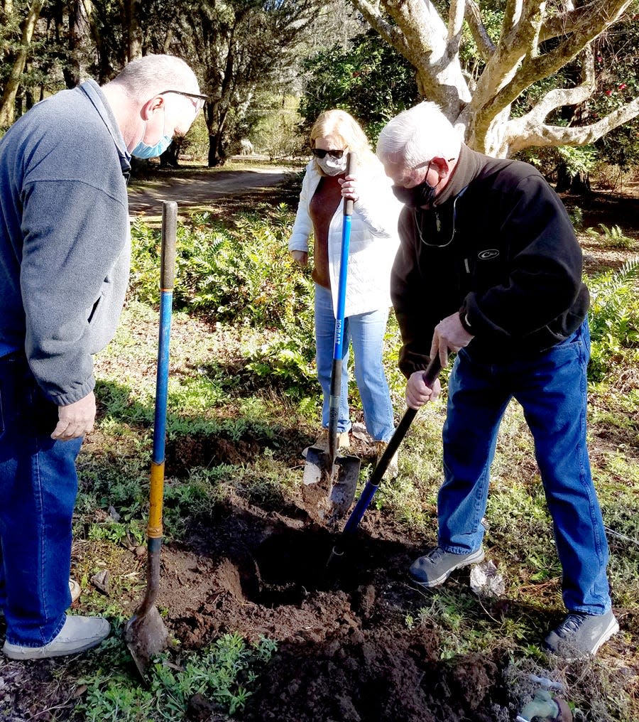 Volunteers Ken and Ardieth Davis and Ken Walling dig a hole for a new tree at Maclay Gardens. The Tallahassee Garden Club received a grant to assist the park in replacing trees damaged by recent hurricanes.