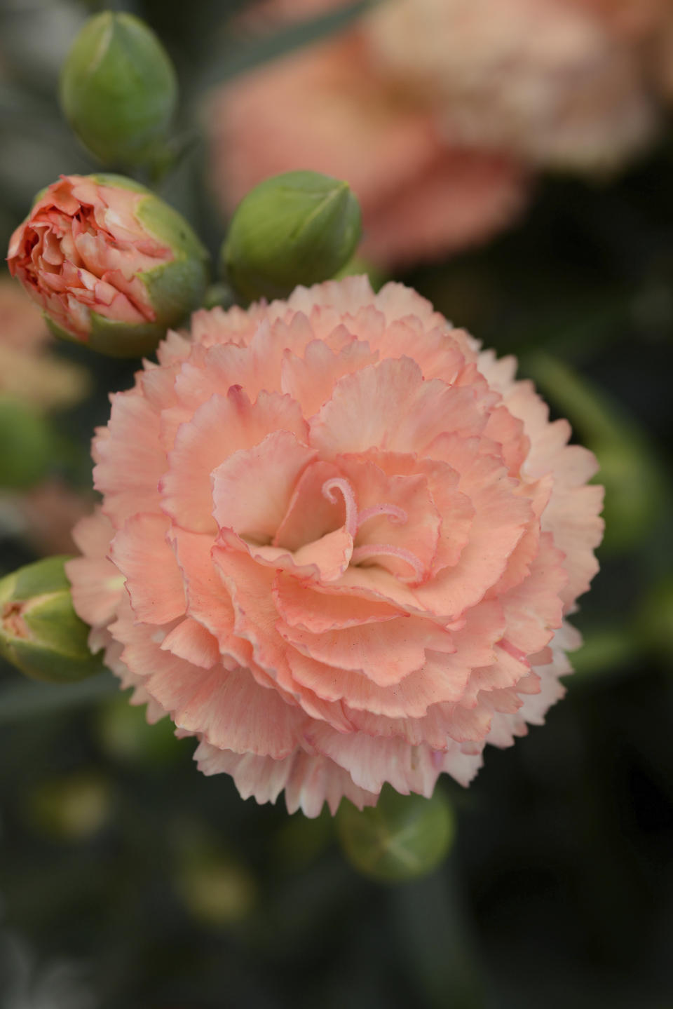 This undated photo provided by Selecta One shows a Vivacia Orange Dianthus flower. Nurseries and garden centers are expected to stock a plethora of similarly colored plants now that Pantone has named Peach Fuzz as its 2024 color of the year. (Selecta One via AP)