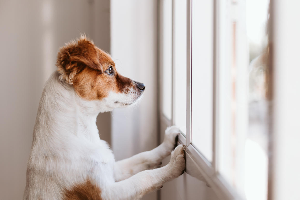 Dog looking out the window. (Getty Images)