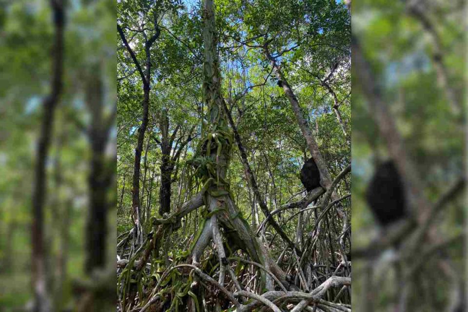 Manglares de Sabancuy, Campeche.