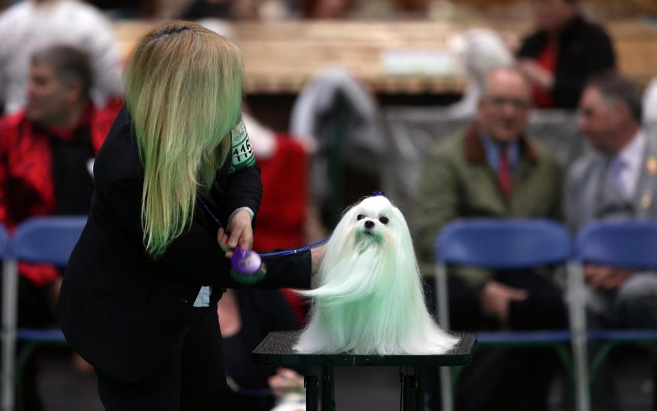 Crufts - John Lawrence