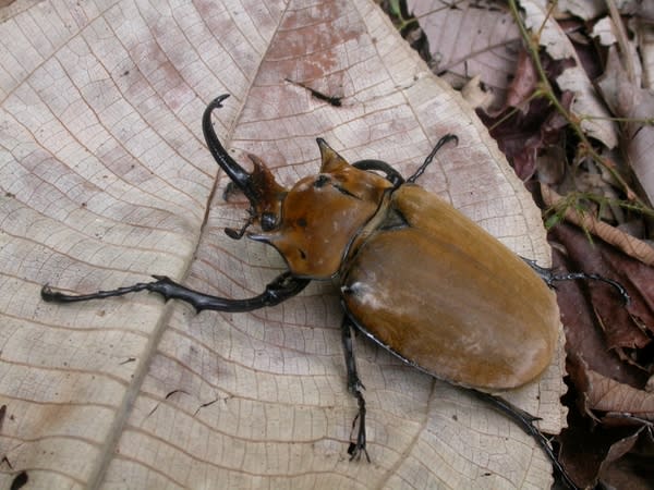 Scarab beetle (Megasoma elephas) in the understory of Panama's San Lorenzo forest.