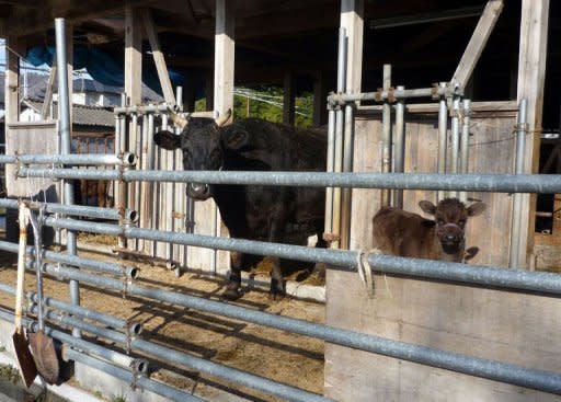 A young calf and other cattle are seen on the farm of Mitsuhide Ikeda five kilometres from the troubled Tokyo Electric Power Co (TEPCO) Fukushima nuclear power plant. Farmers forced to flee Japan's leaking nuclear plant are braving high levels of radiation inside the exclusion zone in a desperate bid to save their cattle, and their way of life