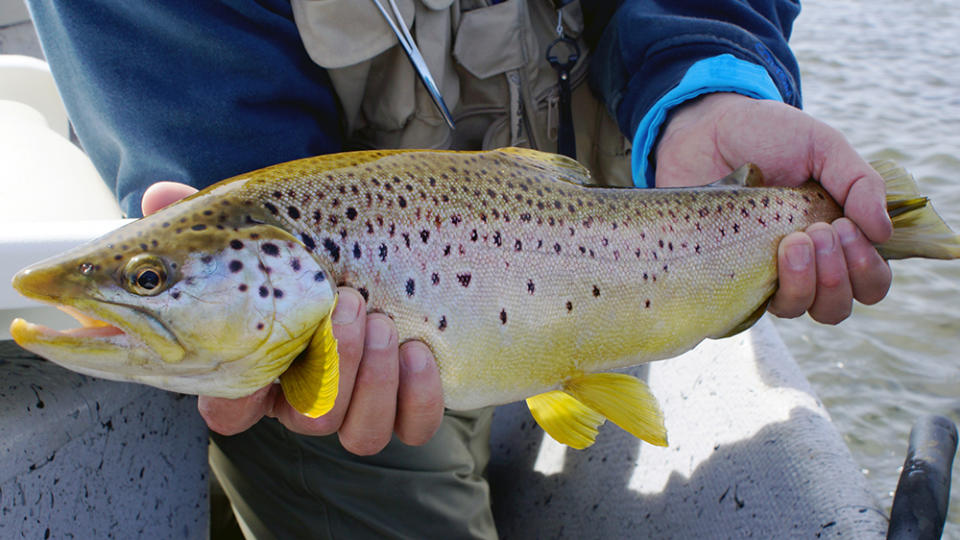 Trout Fishing on Collón Curá River, Argentina