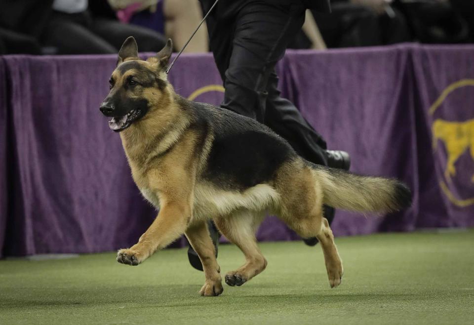 ARCHIVO - Esta foto del 14 de febrero del 2017 muestra a Rumor, un pastor alemán, durante la 141 competencia del Westminster Kennel Club Dog Show en Nueva York. (AP Foto/Julie Jacobson)