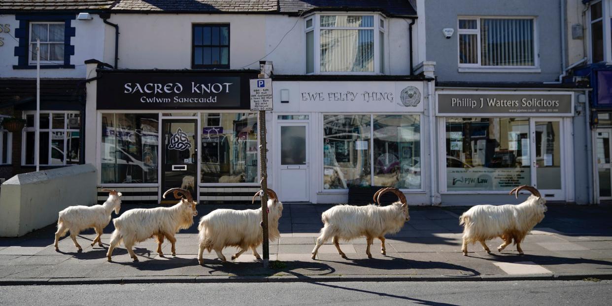 Mountain goats roam the streets of LLandudno on March 31, 2020 in Llandudno, Wales.