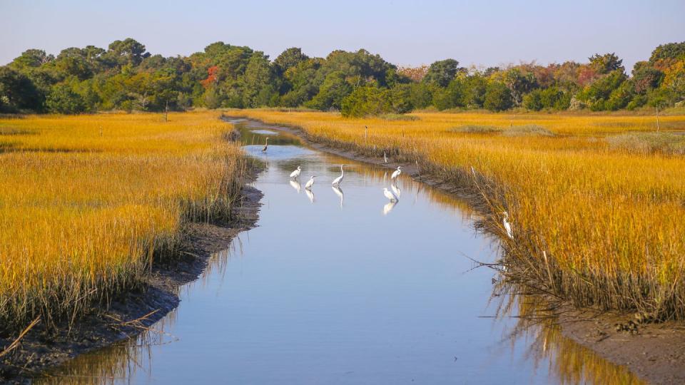 wildlife at kiawah island