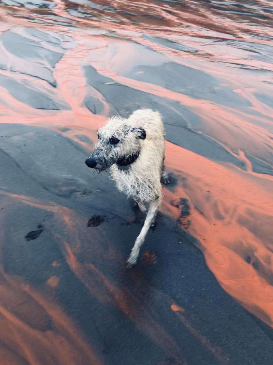 Beach turns red