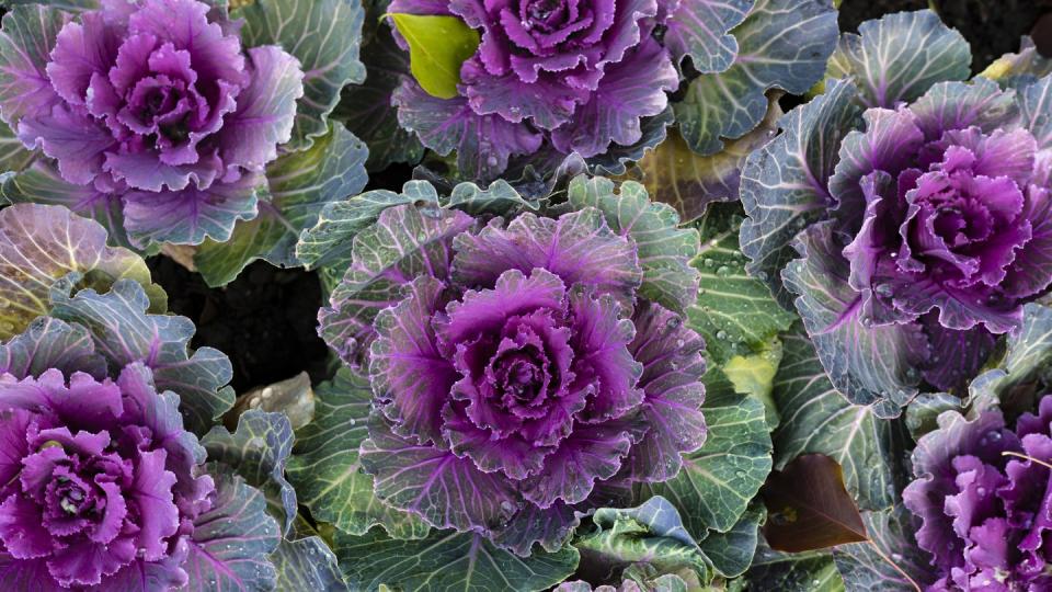 purple and white ornamental cabbage