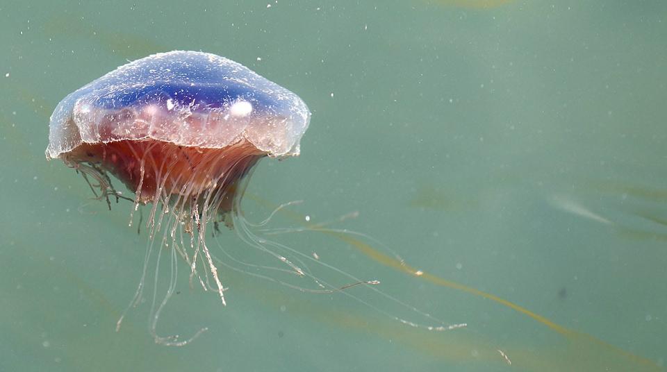 Lions mane jellyfish in Green Harbor, Marshfield on Monday June 22, 2021 Greg Derr/The Patriot Ledger