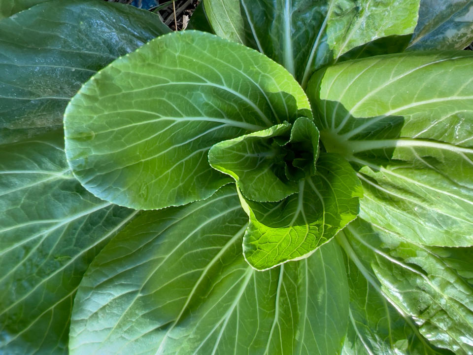 Bok Choy plant