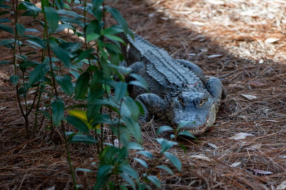The Tallahassee Museum welcomes five female American alligators in the Museum’s newest exhibit. The addition opens Saturday, March 9, 2024 following a ribbon cutting at noon.