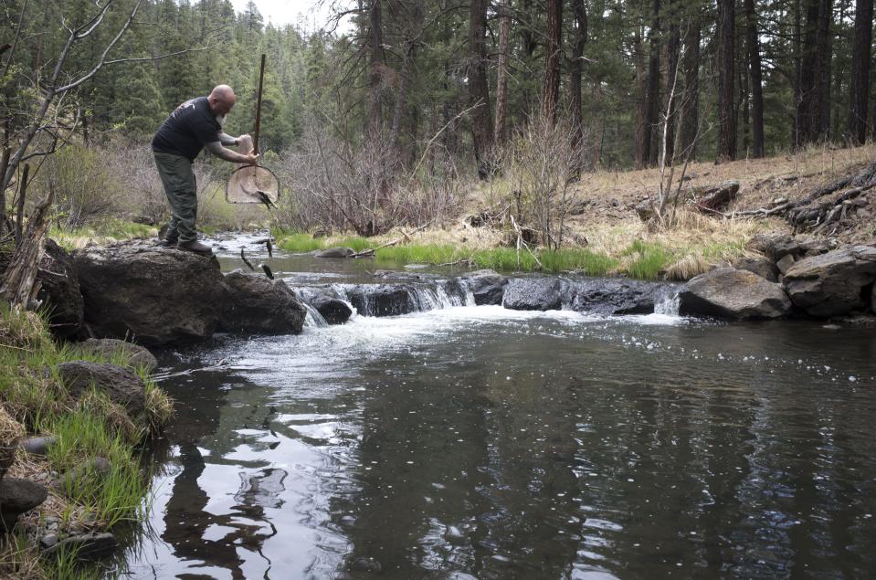 Stuart Almon (volunteer) releases a net of Apache trout in 2018 in the East Fork Black River, Apache-Sitgreaves National Forests, Arizona.