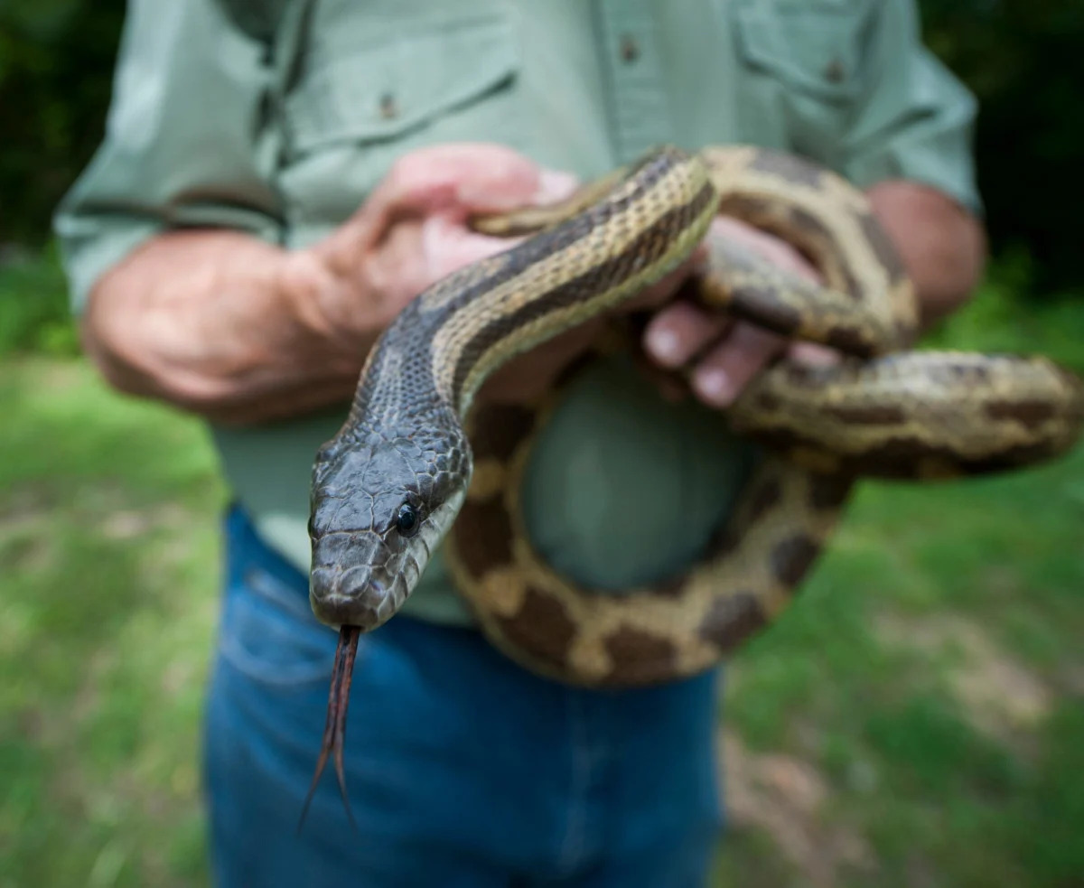 How to keep snakes away from your home: What works and what doesn't.