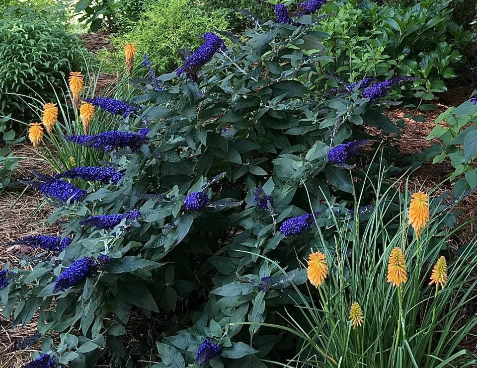 Pugster Blue buddleia’s deep saturated color makes a complementary color scheme partner with Pyromania Orange Blaze red hot poker.