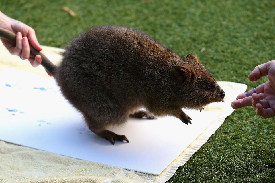 SYDNEY, AUSTRALIA - JUNE 27: A Quokka leaves paint prints on a canvas at Taronga Zoo on June 27, 2012 in Sydney, Australia. Taronga and Western Plains Zoo today pledged a a new elephant conservation project in Thailand and animals at Taronga made their pledge by dipping their feet and hands in paint and smudging them on canvas. (Photo by Cameron Spencer/Getty Images)