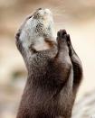 This incredible photo shows an otter appearing to seek guidance by praying. The snap was taken by Hertfordshire-based photographer Marac Andrev Kolodzinski. Marac had to wait over two hours in the freezing cold before he captured the moment (Caters)