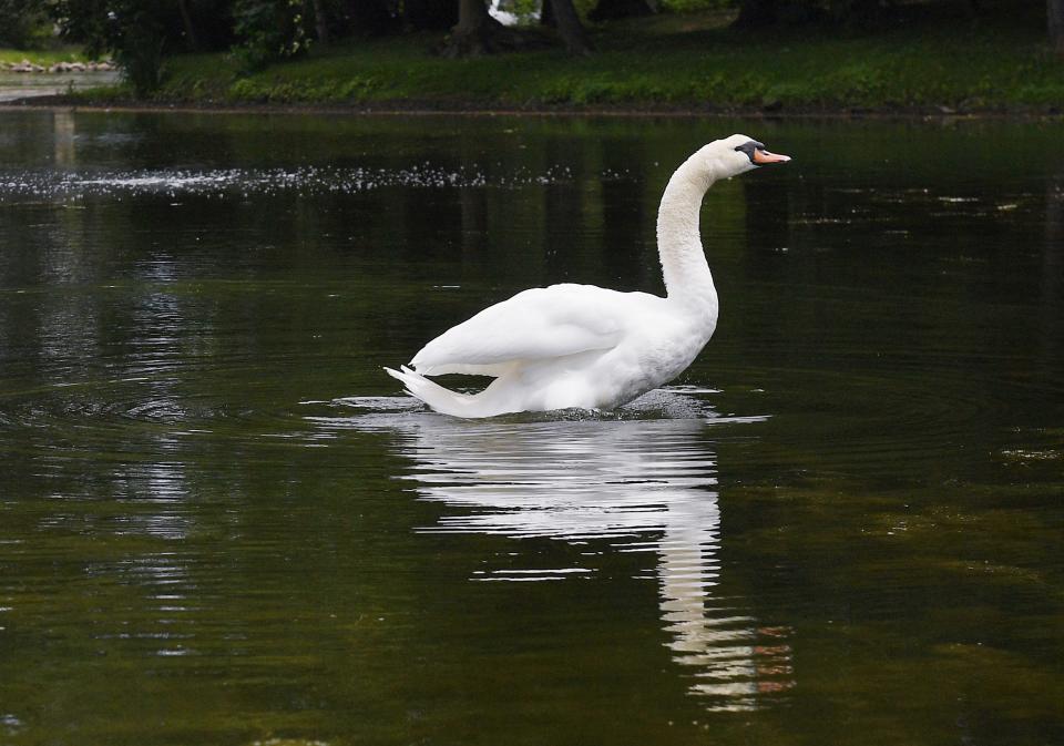 A swan floats alone on the water at Iowa State University's Lake LaVerne on Thursday, June 30, 2022, in Ames, Iowa. The swan is the surviving member of a pair named "Lancelot" and "Elaine." One of the birds recently died of natural causes and the university is working to find one or more new swans for a pair.