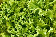 <p>Looking for a plant that you can grow and eat? Eating homegrown produce is incredibly rewarding, so why not sow seeds for your own lettuce heads. You'll have a bountiful harvest in no time. </p><p><a class="link " href="https://www.dobies.co.uk/vegetable-seeds/lettuce-leaf-seeds/lettuce-seeds-mixture_mh-3606" rel="nofollow noopener" target="_blank" data-ylk="slk:BUY NOW VIA DOBIES;elm:context_link;itc:0;sec:content-canvas">BUY NOW VIA DOBIES</a></p>