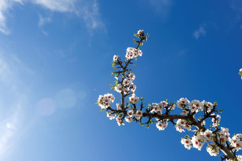 A blossomed almond branch is seen in a field where farmers use techniques aimed at bringing new life to the land in Hernan Valle