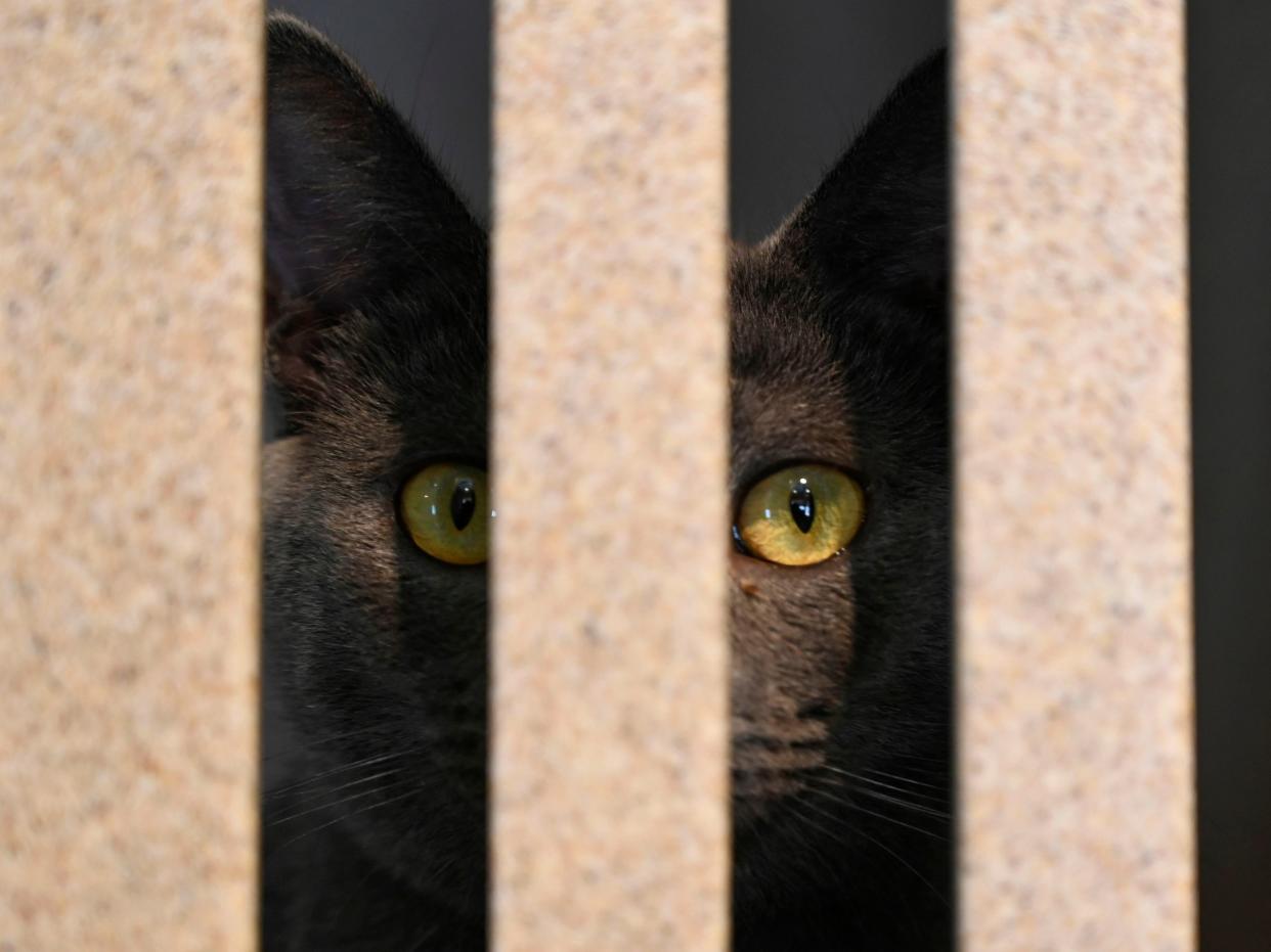 <p>A cat looks out of its pen at the Humane Rescue Alliance shelter on 19 June, 2019 in Washington, DC</p> (AFP via Getty Images)