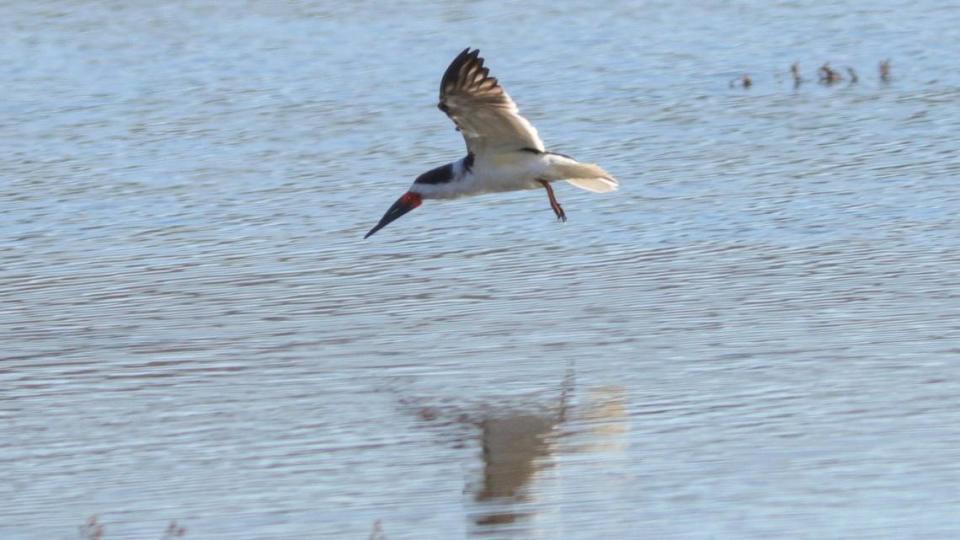 A black skimmer was one of the more unusual sightings during the Morro Bay Bird Festival on Jan. 11, 2024, as it is usually found farther south.