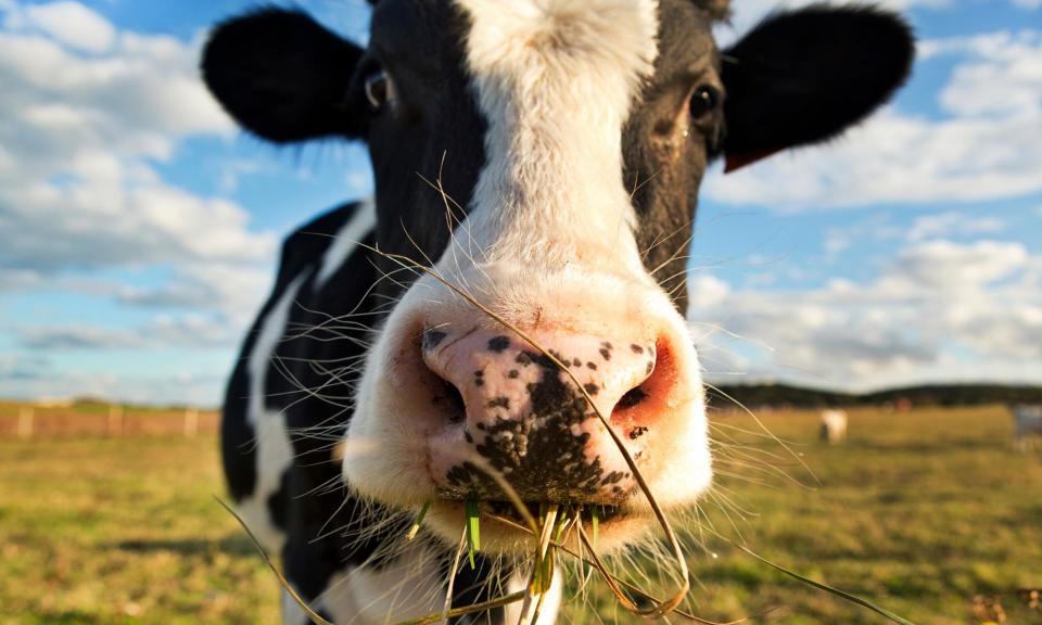 <span>Cows and other farm animals are responsible for about 14% of human-induced climate emissions.</span><span>Photograph: Tony C French/Getty Images</span>