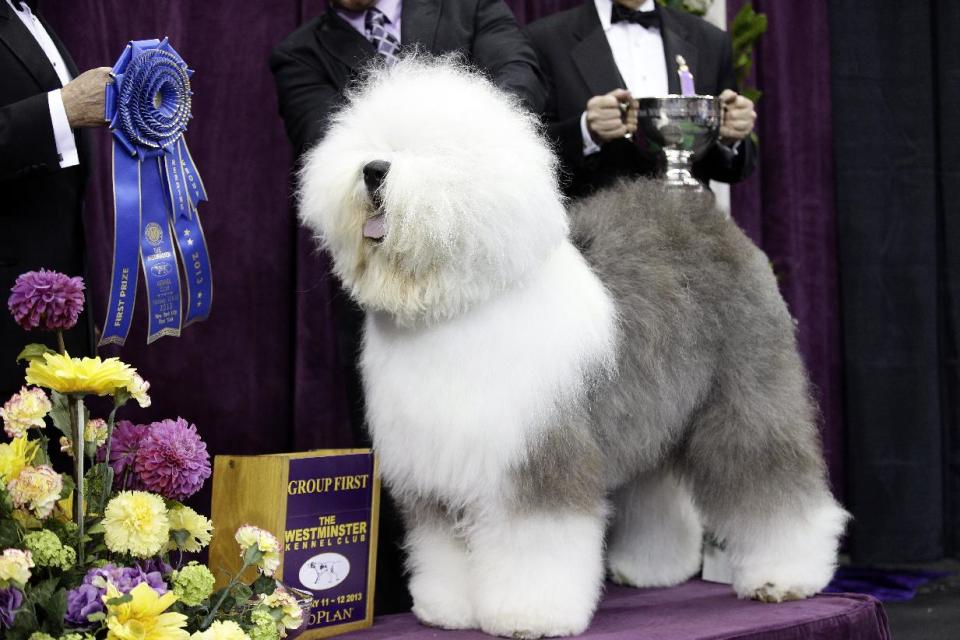 FILE - In this Feb. 11, 2013 file photo, Swagger, an Old English Sheep Dog, is posed for photographs after winning the herding group during the Westminster Kennel Club dog show at Madison Square Garden in New York. Swagger is a contender for the best in show during the 138th Westminster Kennel Club dog show. (AP Photo/Frank Franklin II, File)