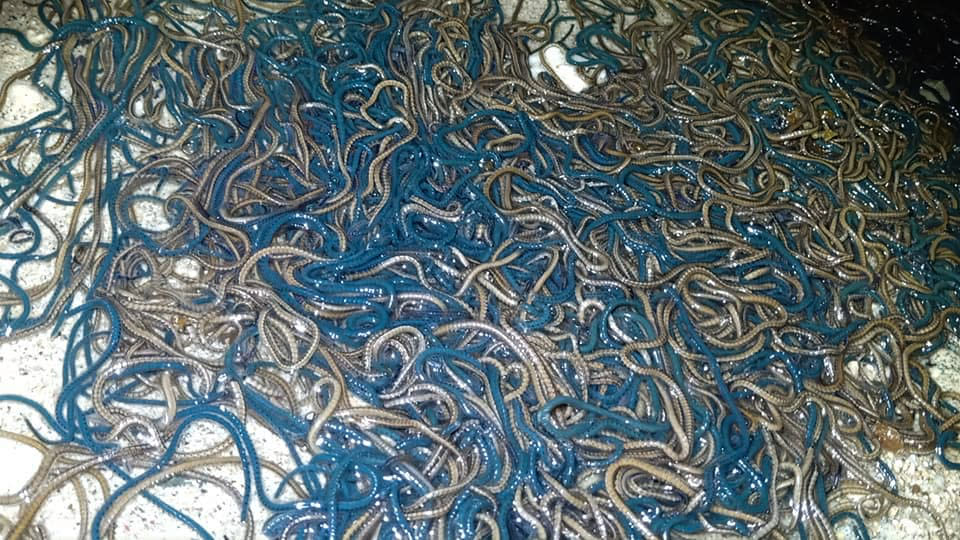 Footage shows the blue and brown creatures wriggling in the water 