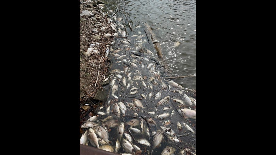 Dead fish from Lake Macatawa in Holland County, Michigan. The confirmed cause of this fish die-off is viral hemorrhagic septicemia.