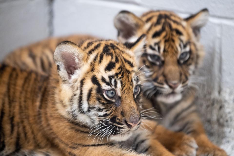 Two Sumatran tiger cubs snuggle up during a check-up on Jan. 3 at the Nashville Zoo.
