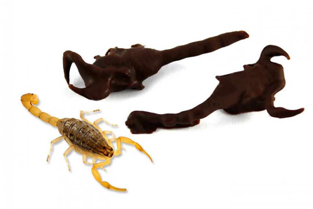 Chocolate Covered Scorpion