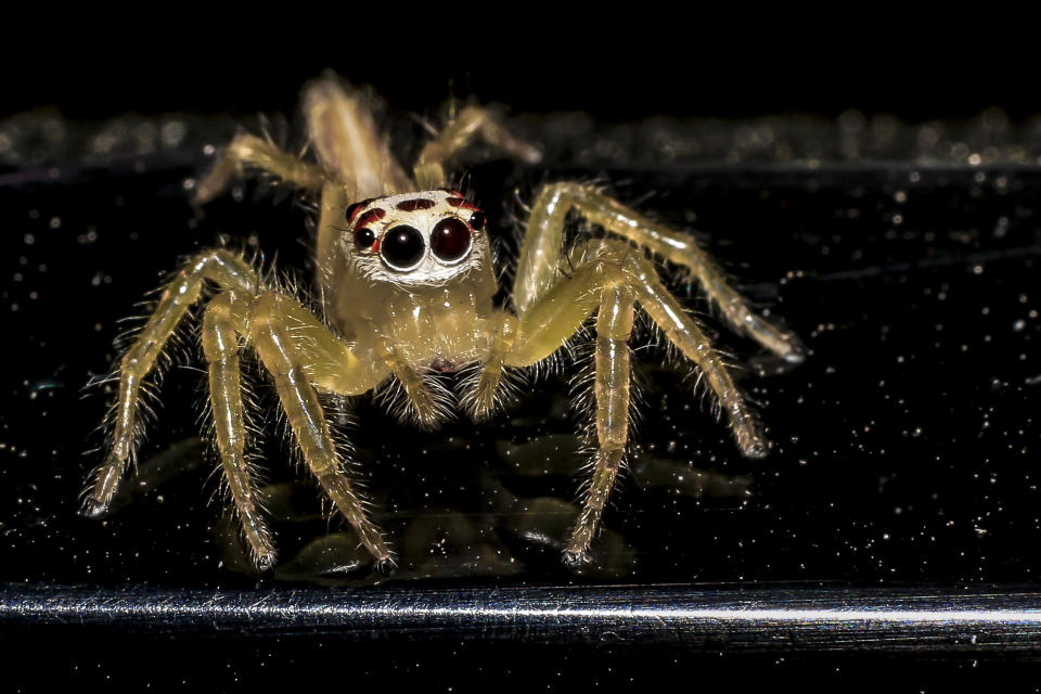 Jumping spider gold on black background.