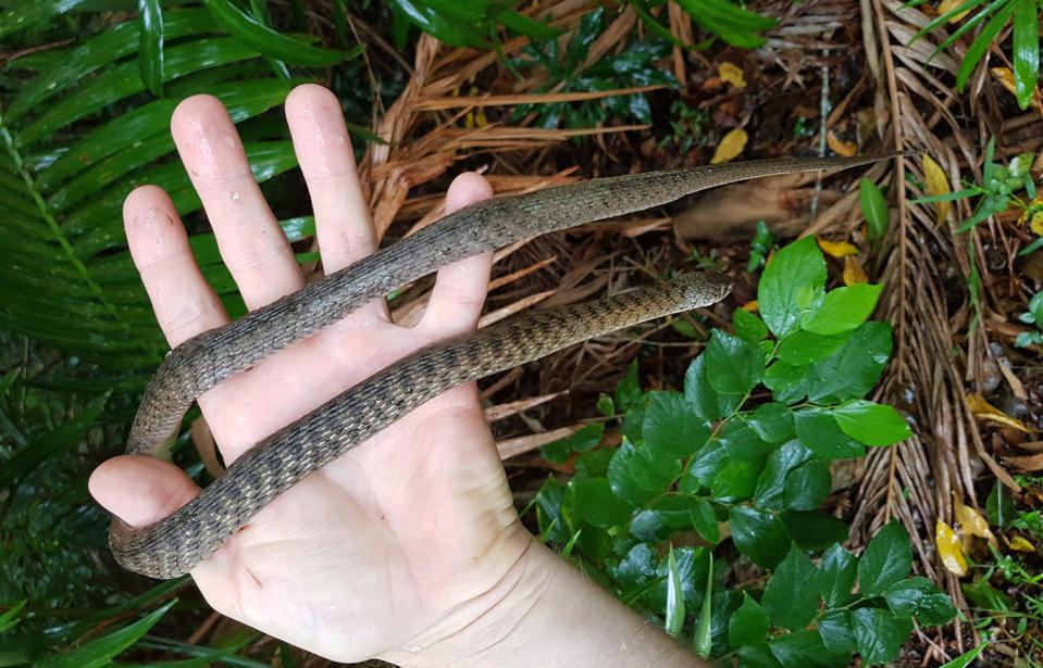 A reptile catcher begged others not to try and kill snakes after a factory worker fatally stomped on a ‘harmless’ species. Source: The Snake Catcher 24/7 – Sunshine Coast/Facebook