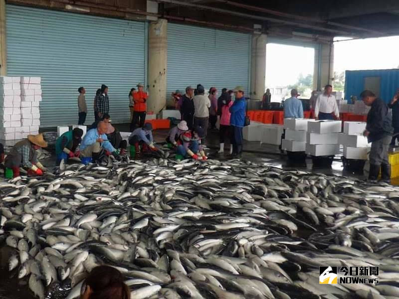 ▲高雄市虱目魚走出新通路，品質價格較往年提升。(圖／記者黃守作攝，2018.11.16)