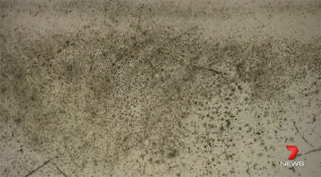 Mould tends to appear more frequently in winter. Photo: 7 News