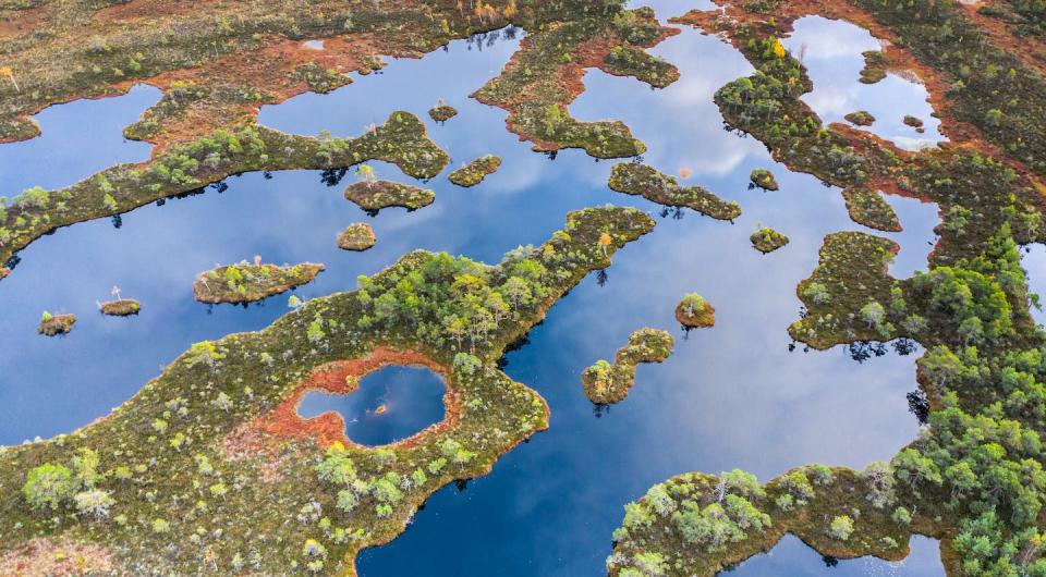 Over thousands of years, peatlands have accumulated massive amounts of carbon. (Shutterstock)