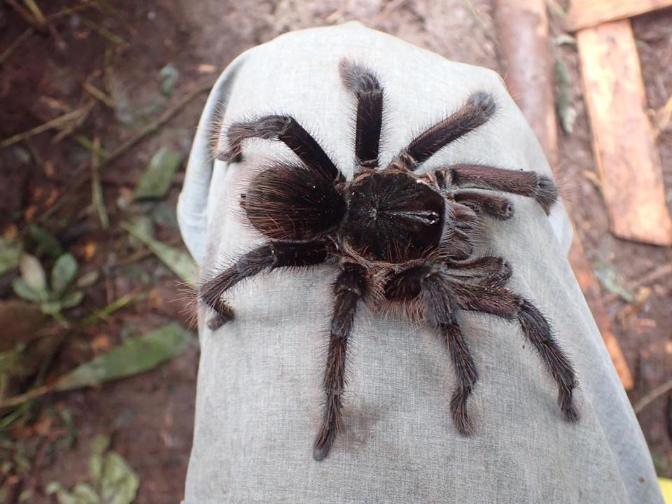 Huge tarantula found on the trail during Bruce Means' expedition into the wilds of the Guiana Highlands, a vast, rain-forested and mountainous region that links Venezuela, Brazil and Guyana.