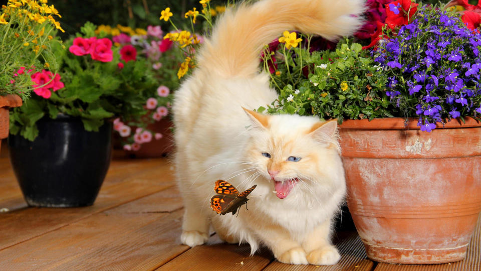 Birman cat playing with butterfly