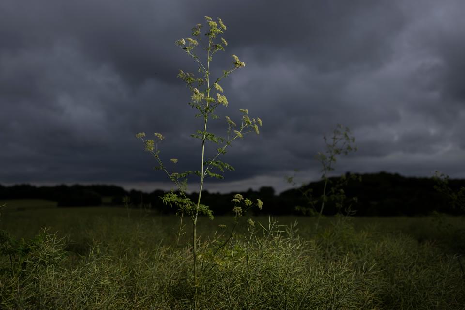 Hemlock grows in a field beside a road on June 30, 2021 near Faversham, England. Because of its attractive flowers, poison-hemlock was brought to the United States from Europe as a garden plant.