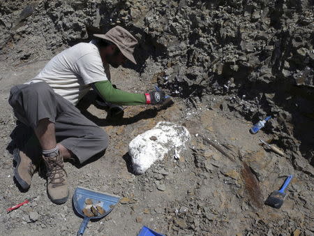 A field crew systematically excavates a bonebed containing the Wendiceratops pinhornenis dinosaur in Manyberries, Alberta in an undated photo released by the Cleveland Museum of Natural History. REUTERS/Michael Ryan/Cleveland Museum of Natural History/Handout via Reuters