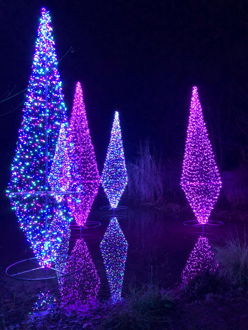 Fernwood Botanic Gardens brings back a light display that debuted in 2021, including these geometric trees reflected in a pond.
