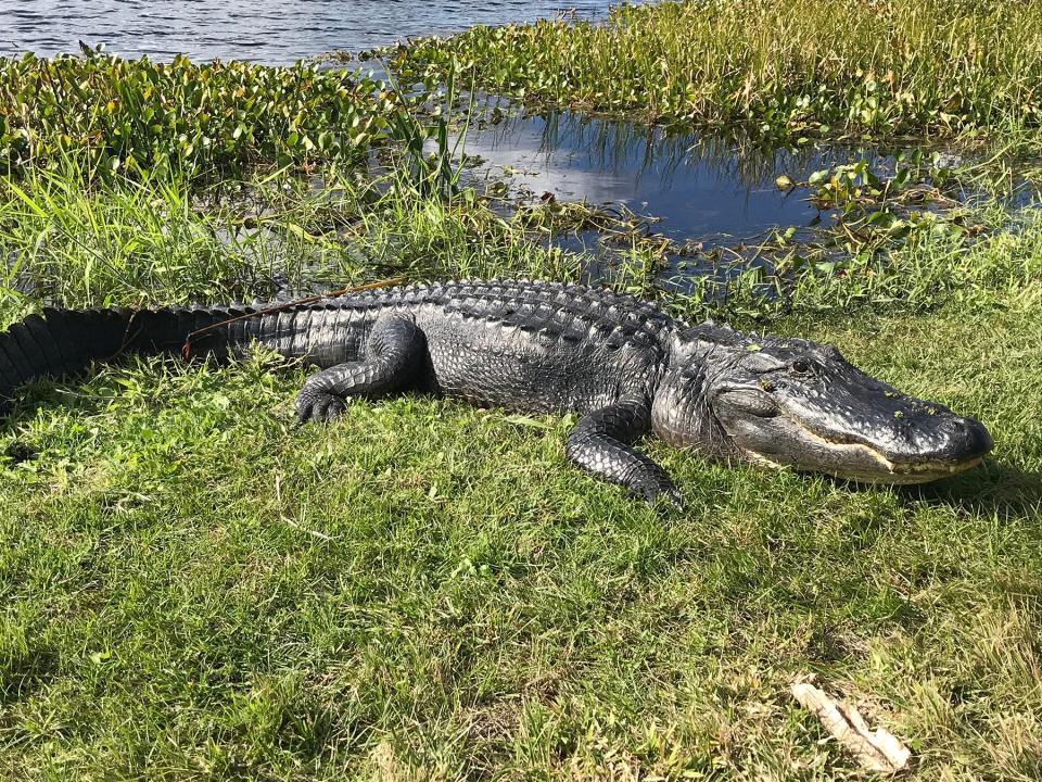 An alligator rests on the banks of the waterways at the Ulumay Wildlife Sanctuary.