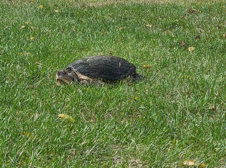 A snapping turtle stares on the rough of the 12th hole at Battle Ground Golf Club during the IHSAA regional championship in Battle Ground, IN on Saturday, Sept. 28, 2024.