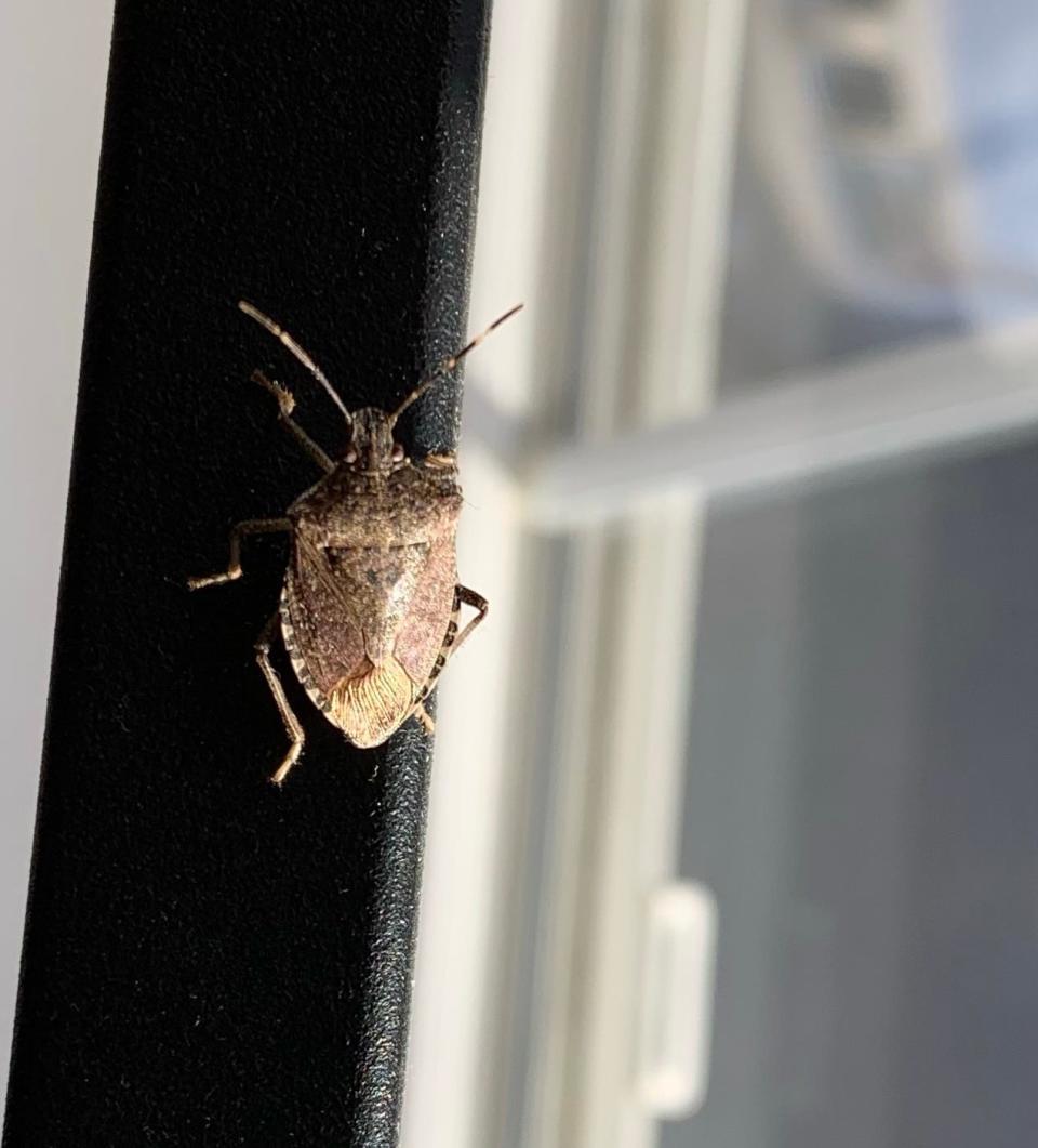 The brown marmorated stink bug is invading homes more and more, but is harmless even though it smells bad.