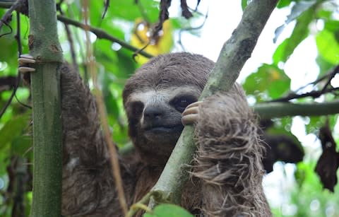 A three-toed sloth in the Amazonian jungle - Credit: iStock