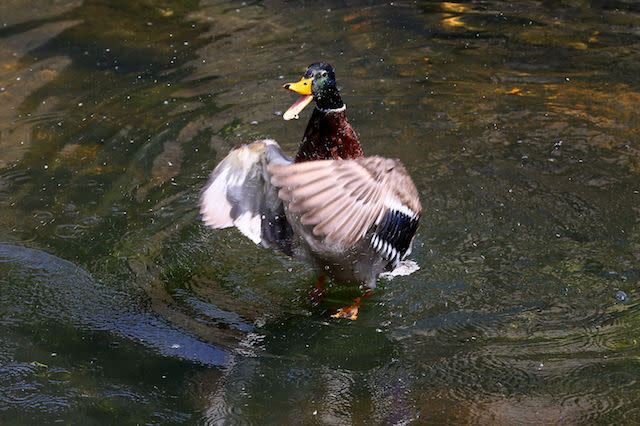 A mallard duck splashes in the Great Stour river in Westgate Gardens, Canterbury, Kent, as forecasters predict that a wave of warm air will move across the country in the coming days.