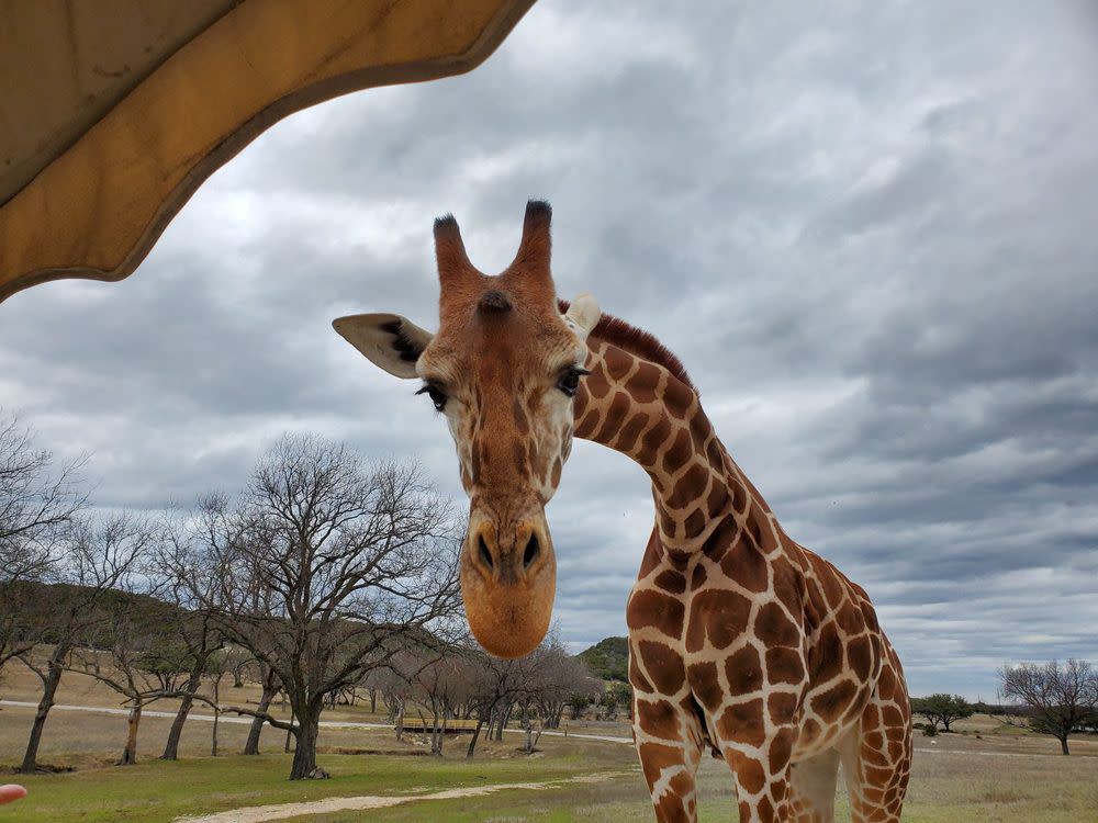 Fossil Rim Wildlife Center, Glen Rose, Texas