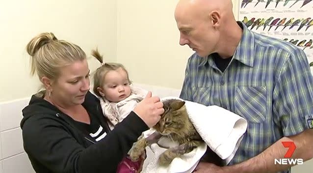 Coco's vet says that her recovery is likely to take a long time. Photo: 7 News