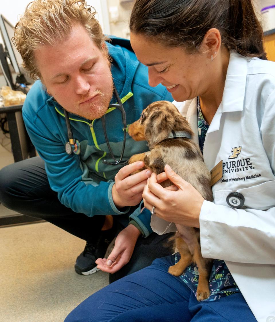 Veterinarian students Joseph Chandler and Grisselle Ambert play with Moose after a wellness exam at the Purdue University Small Animal Hospital, Friday, Aug. 4, 2023 in West Lafayette. There is a veterinarian shortage in Indiana, as well as a shortage in other professionals in the vet field.